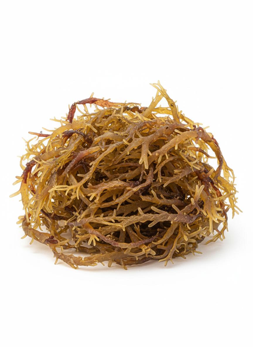 Coarse Sea Moss